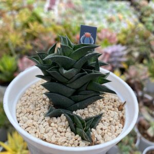haworthia viscosa
