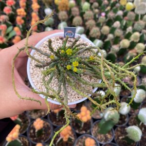 Euphorbia caput-medusae