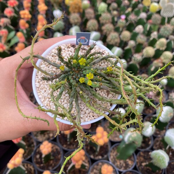 Euphorbia caput-medusae