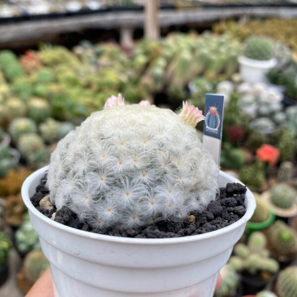 mammillaria plumosa - Image 2