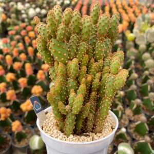 opuntia microdasys rufida minima