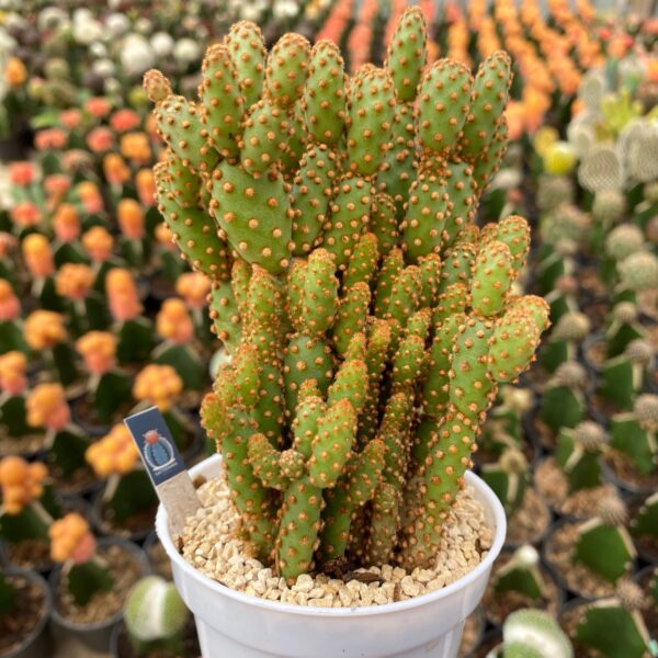 opuntia microdasys rufida minima