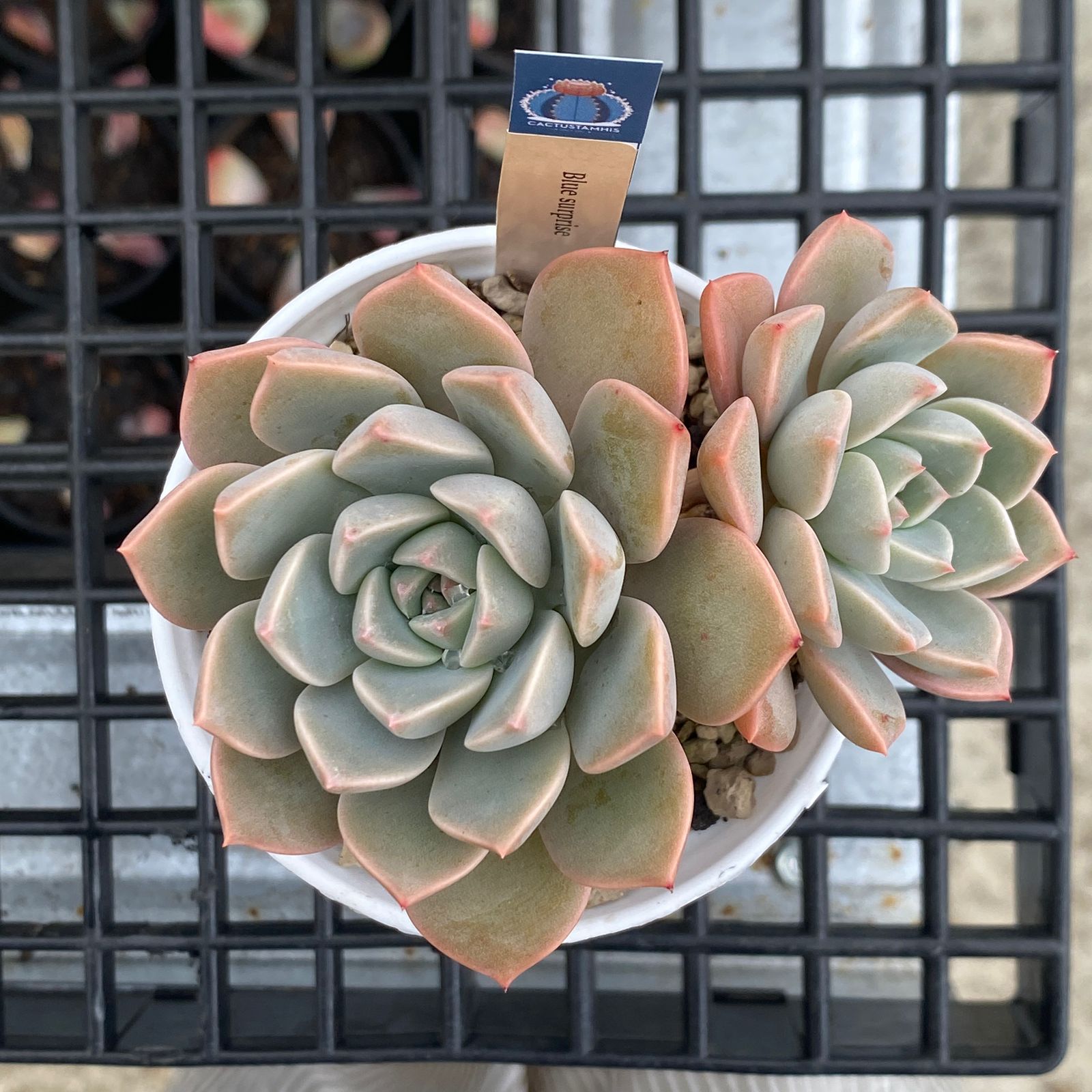 Echeveria Blue Surprise