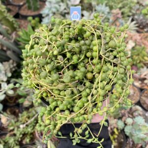 Senecio rowleyanus (string of pearls/tasbih)