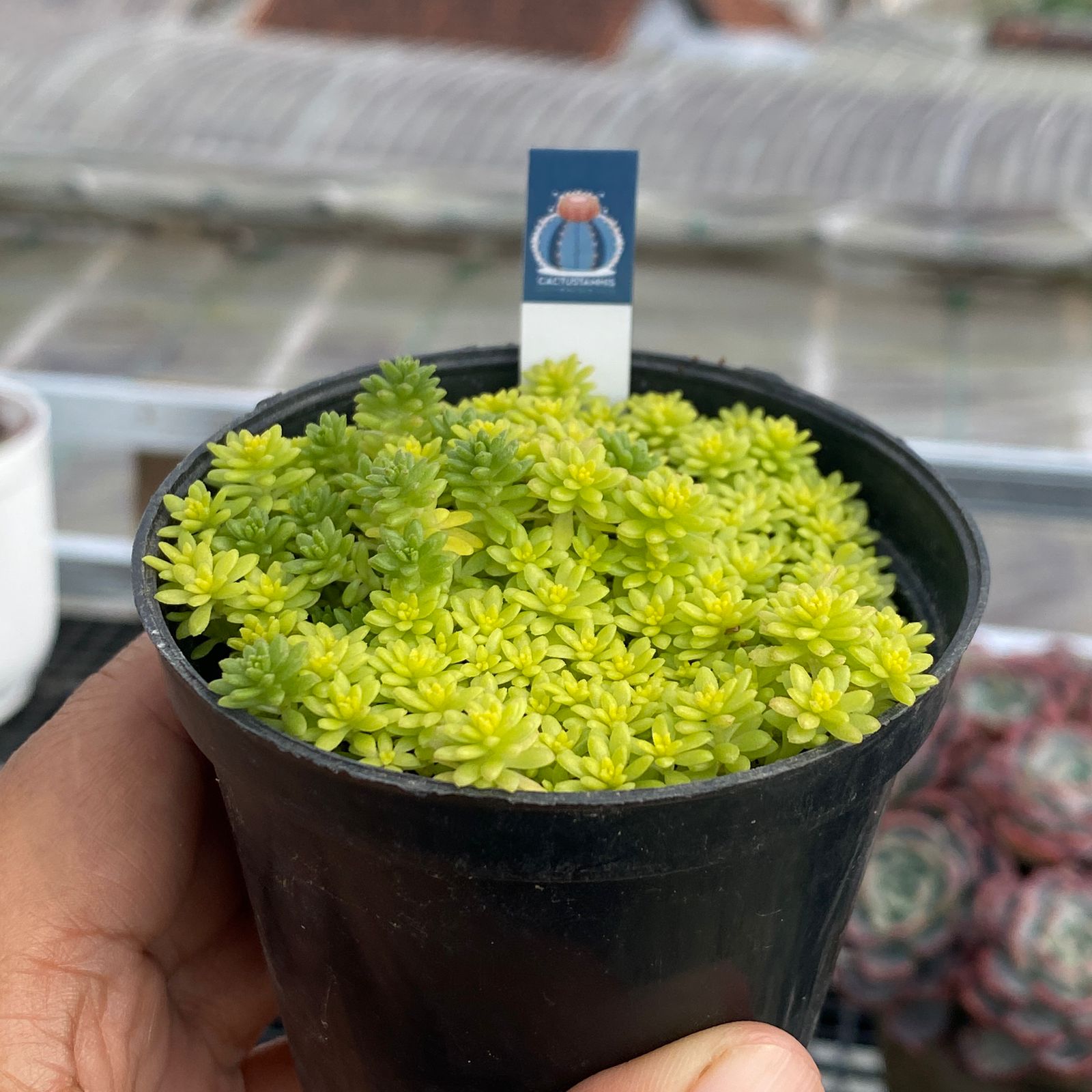 Tokyo Sun (Sedum Japonicum Tokyo Sun) - Image 2