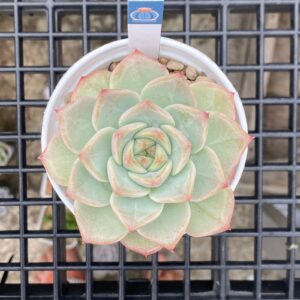 Echeveria Rose Love