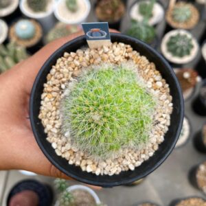 M.spinosisima cv un pico