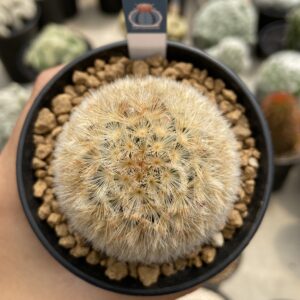 Mammillaria carmenae