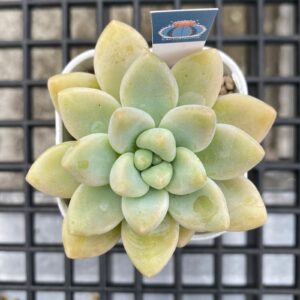 Pachyphytum Cheese Cake