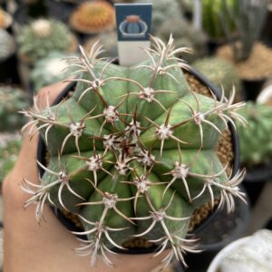 Melocactus Variegated