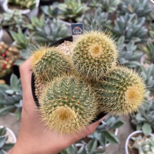 Parodia Leninghausii