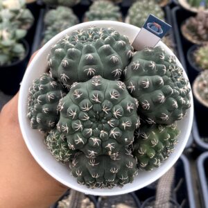 Gymnocalycium Baldianum cluster