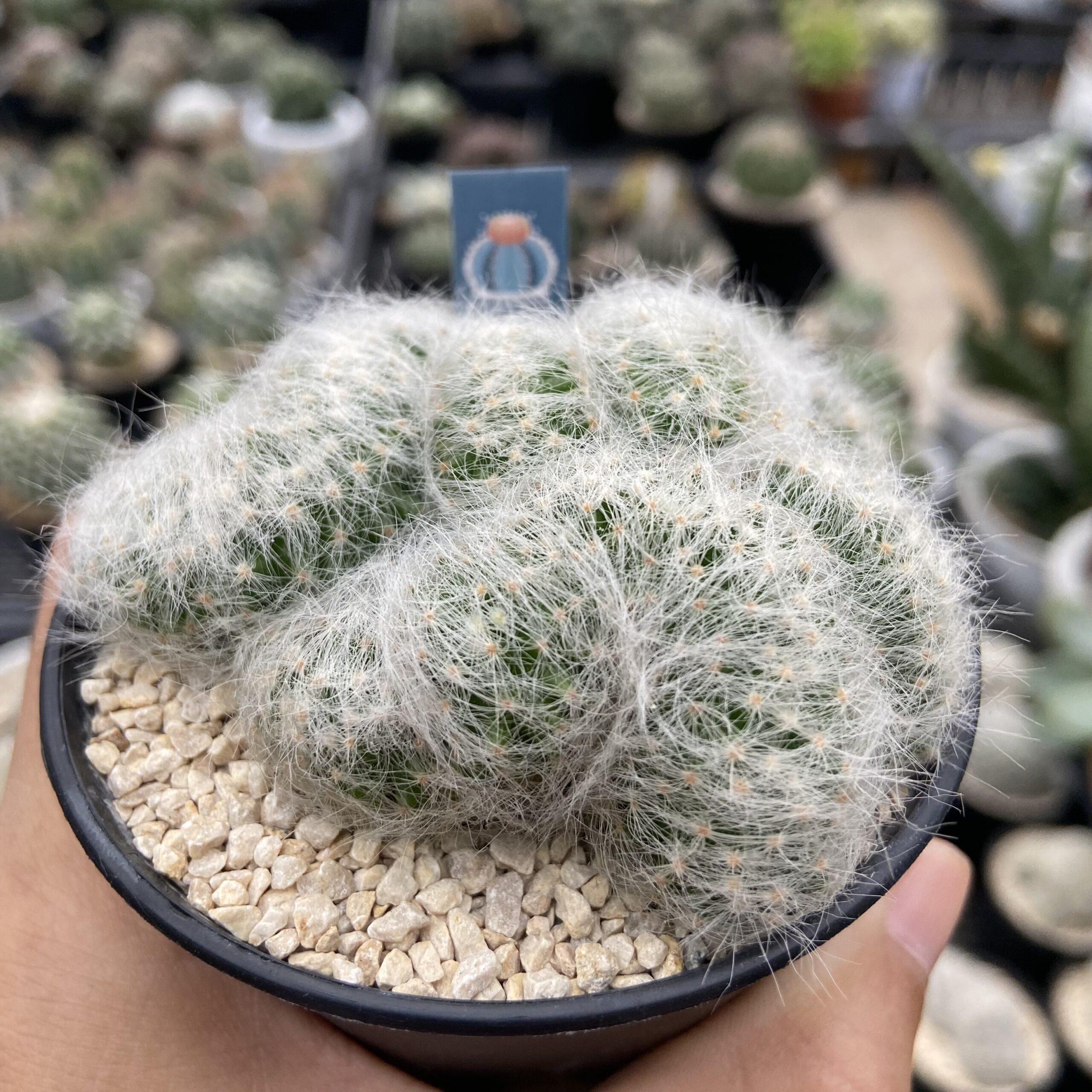 Mammillaria Baumii Cristata - Image 2