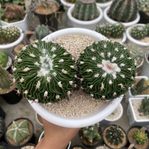 Stenocactus Multicostatus 2 Head