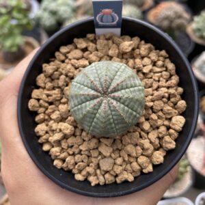 Euphorbia Obesa