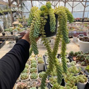 Donkey’s Tail/Burro’s Tail (Air mata ibu)
