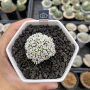 Mammillaria Gracilis cv. Arizona Snowcap