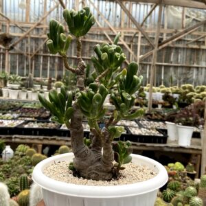 Crassula Ovata Gollum