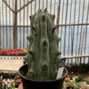 Stenocereus beneckei