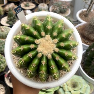 Golden Barrel "Echinocactus grusonii" Inermis