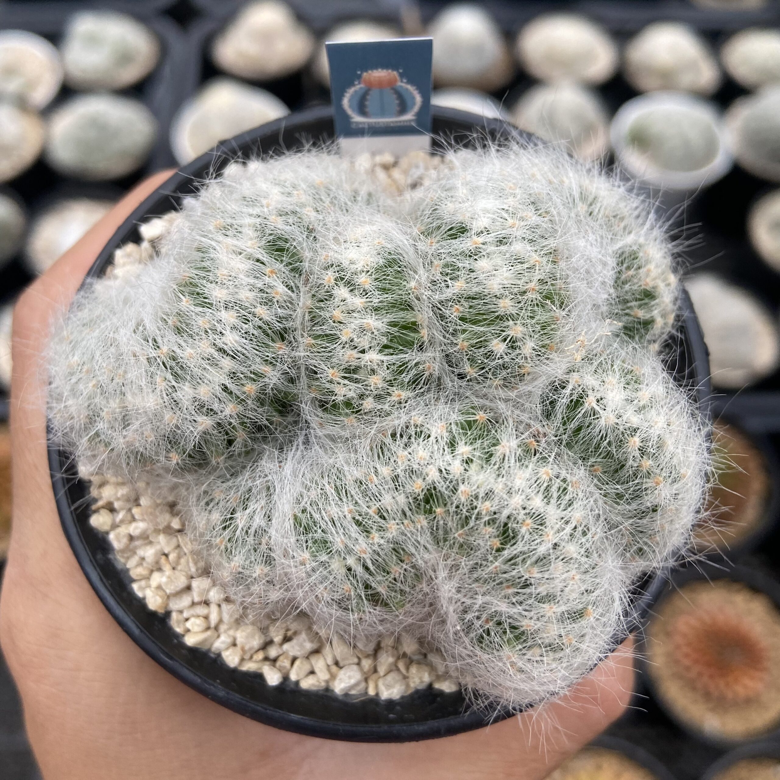 Mammillaria Baumii Cristata