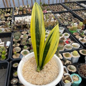 Sansivera gold flame