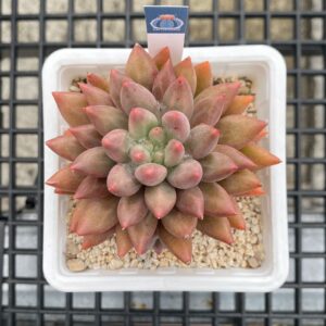 Echeveria Goldfish