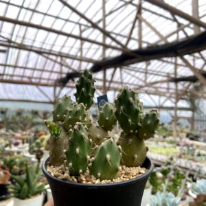 Tephrocactus neuquensis