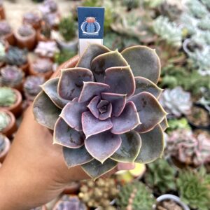 Echeveria Perle von nurnberg