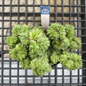 Euphorbia Enopla Cristata