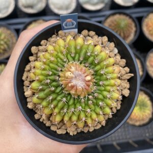 Gymnocalycium Cristata