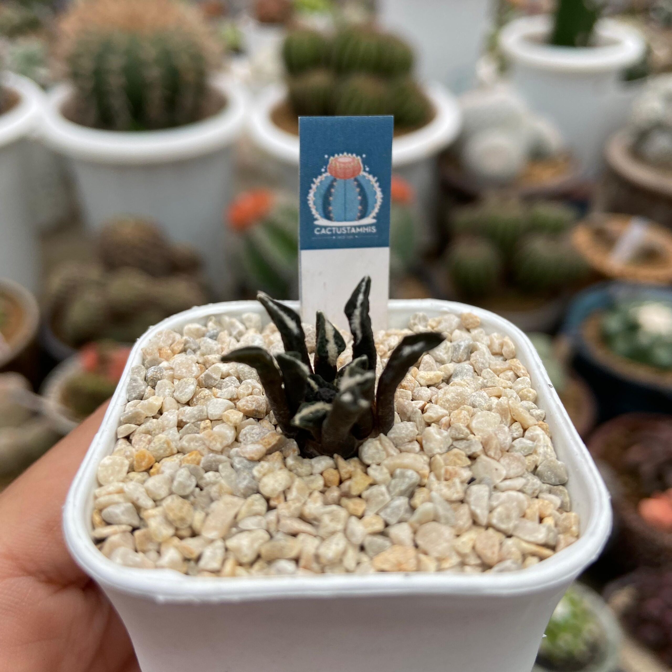 Ariocarpus kotschoubeyanus - Image 2