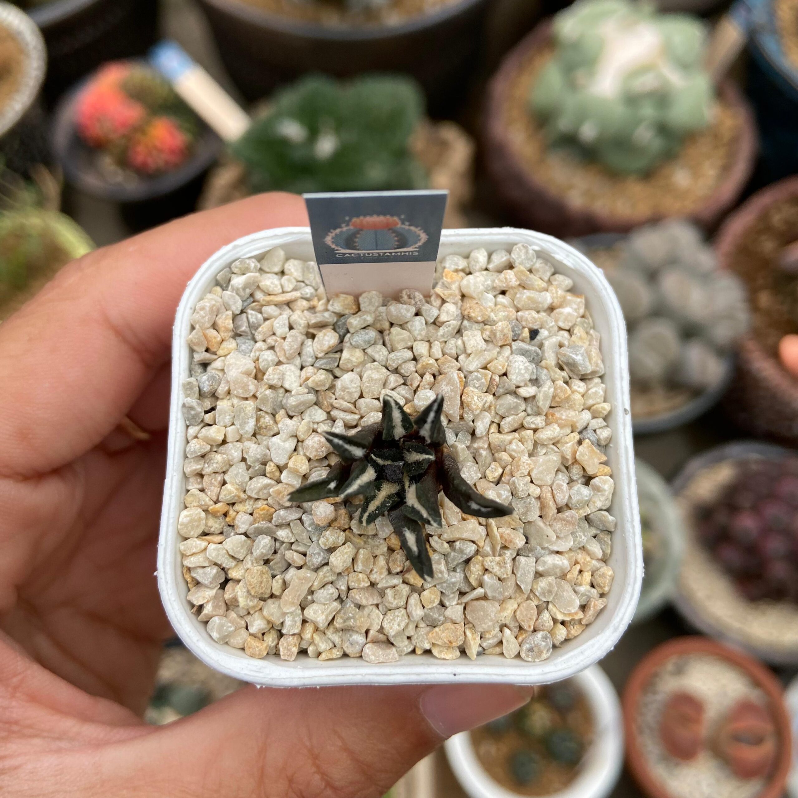 Ariocarpus kotschoubeyanus