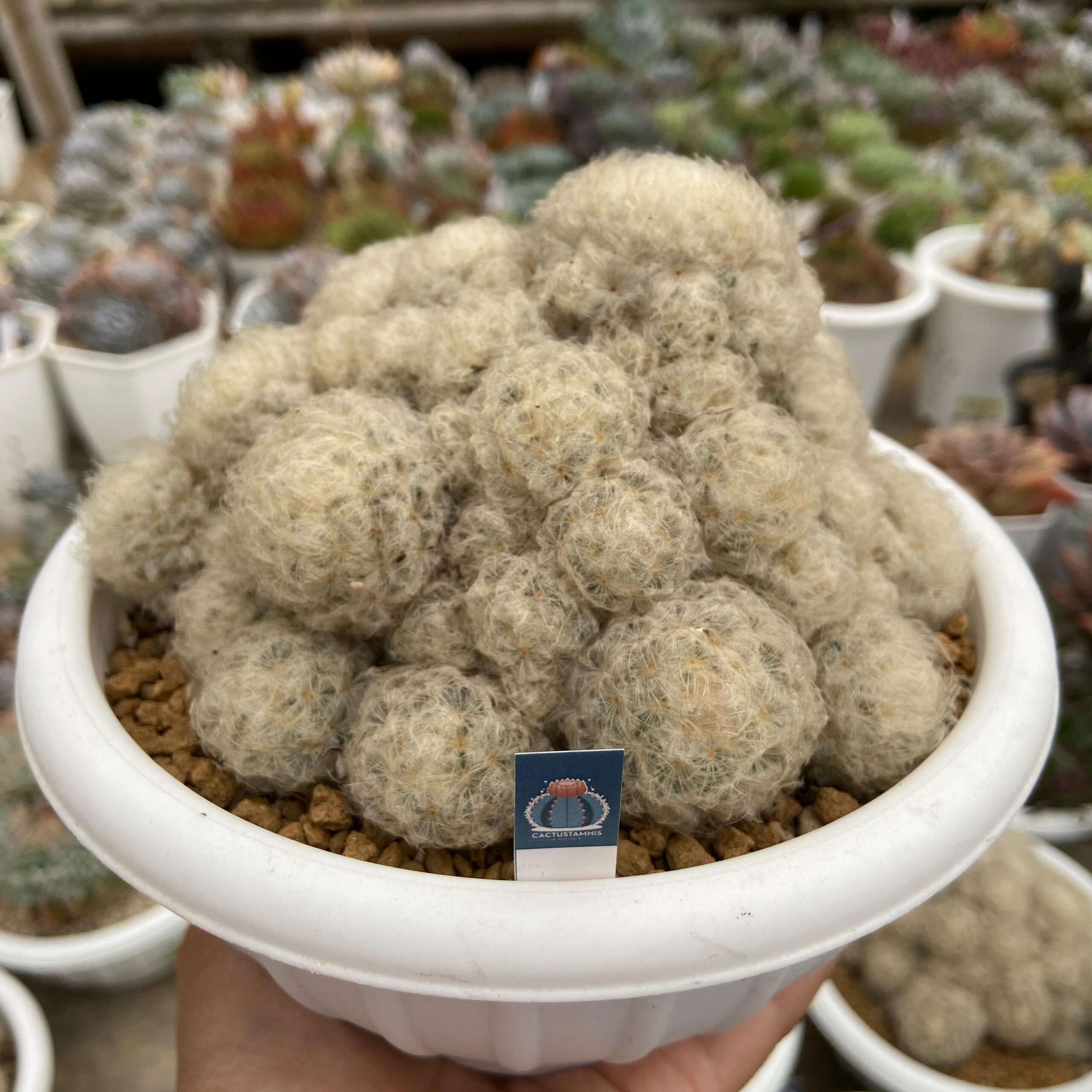 Mammilaria plumosa - Image 2