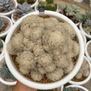 Mammilaria plumosa