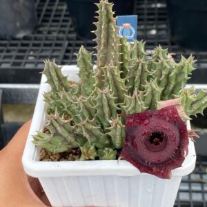 Huernia schneideriana
