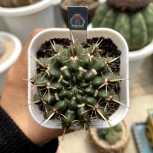 Parodia mammulosa ssp. submammulosa