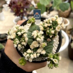 Gymnocalycium kikko montrose