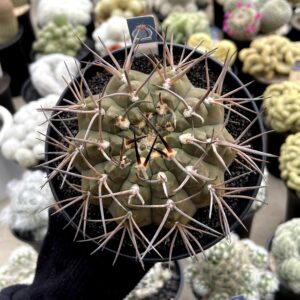 Gymnocalycium mazanense