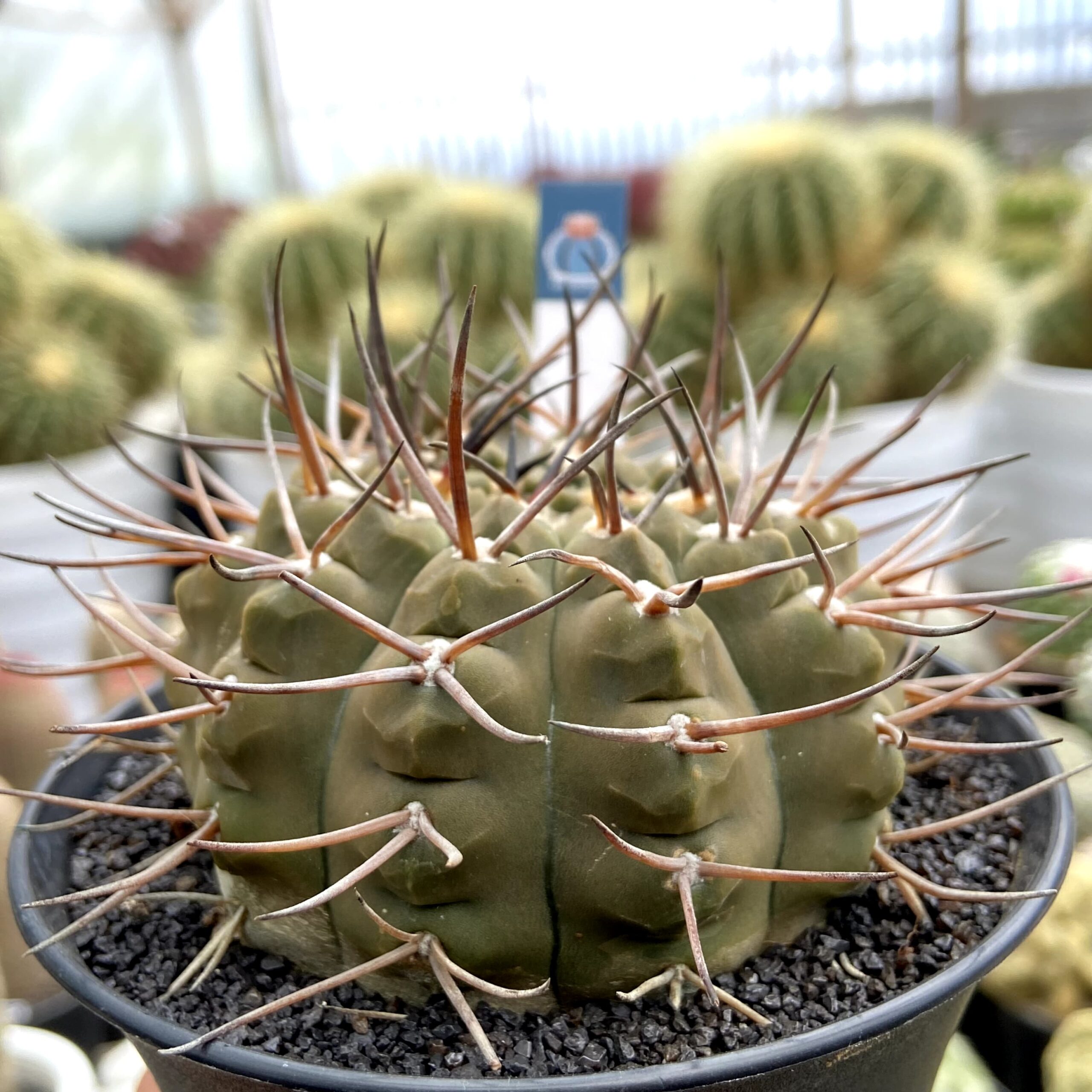 Gymnocalycium mazanense - Image 2