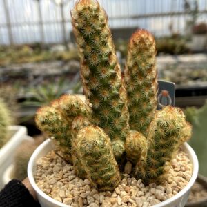 Mammilaria elongata kuning