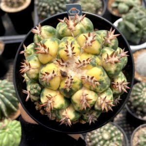 Coryphanta titan variegated