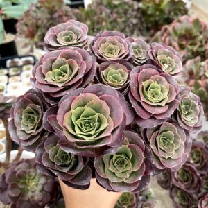 Aeonium charm gold rose