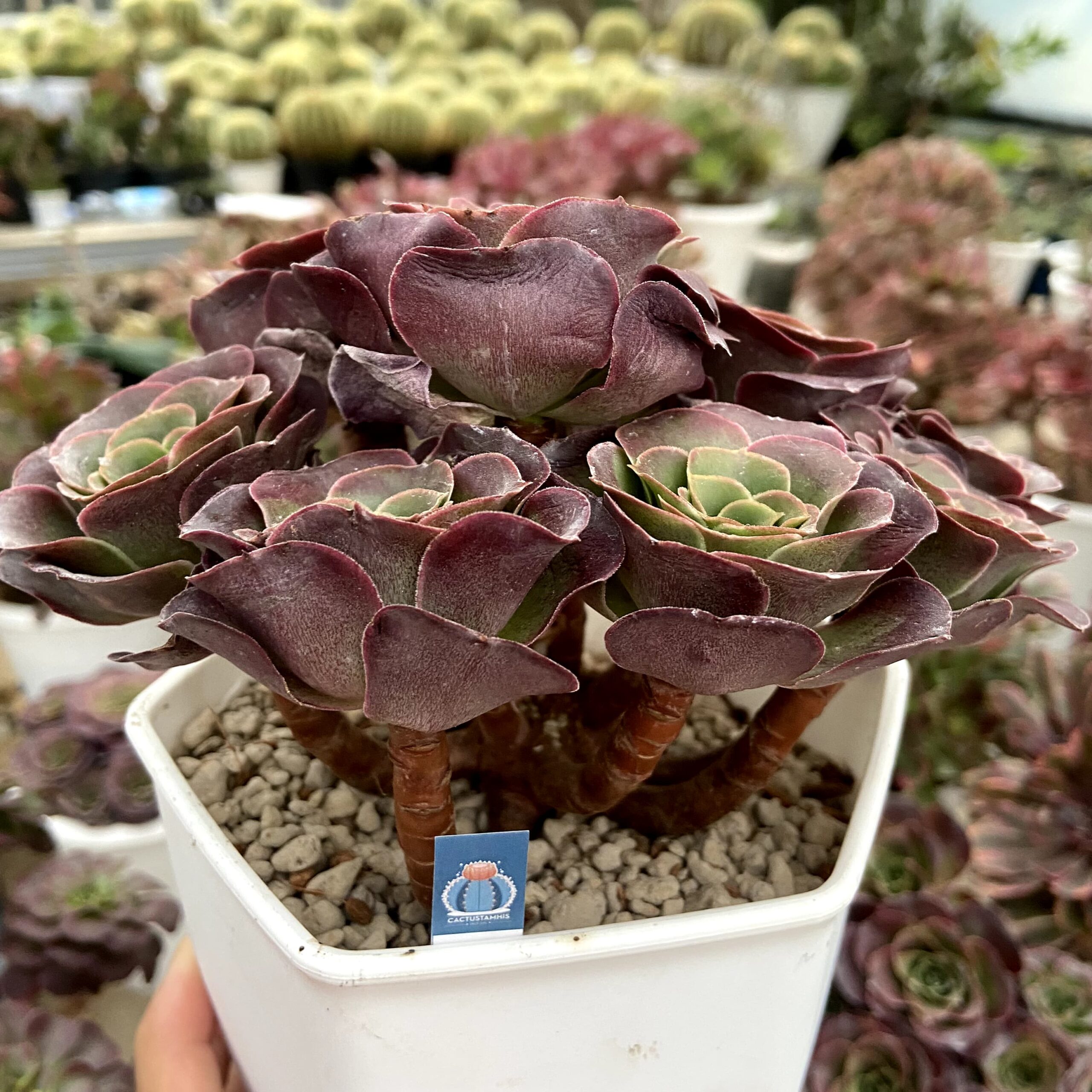 Aeonium charm gold rose - Image 2