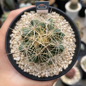 Thelocactus