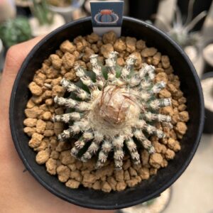 Discocactus horstii