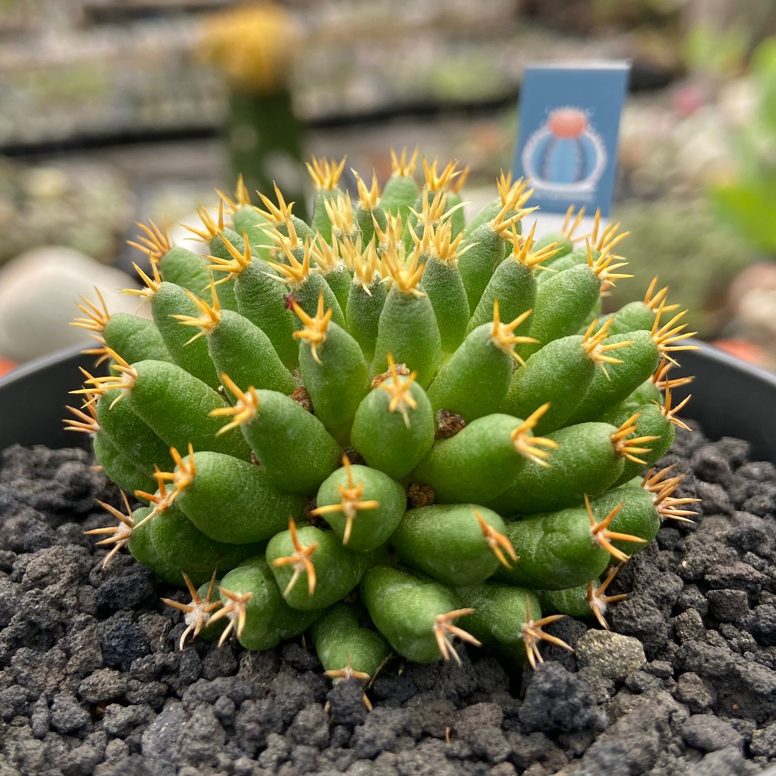 Mammilaria camptotricha cv. Bru - Image 2