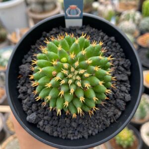 Mammilaria camptotricha cv. Bru