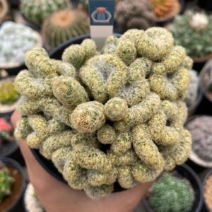 Mammilaria elongata f. cristata