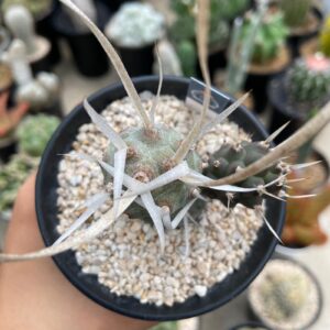 Tephrocactus articulatus